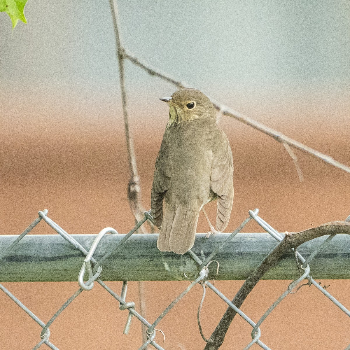 Swainson's Thrush - ML618453803