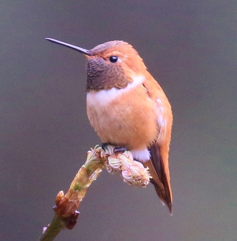 Rufous Hummingbird - ML618453808