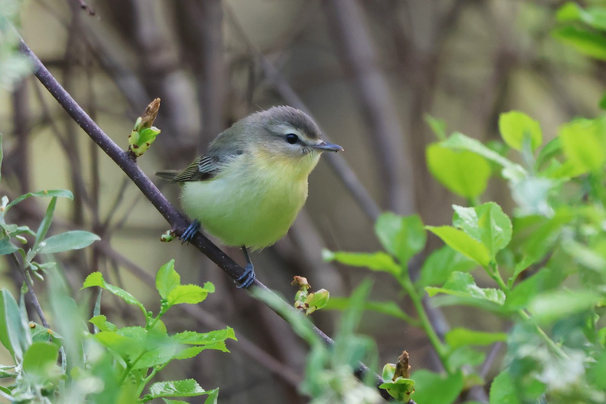 Philadelphia Vireo - Andy Dettling