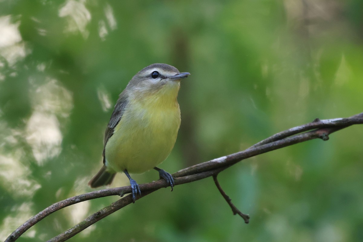 Philadelphia Vireo - ML618453822