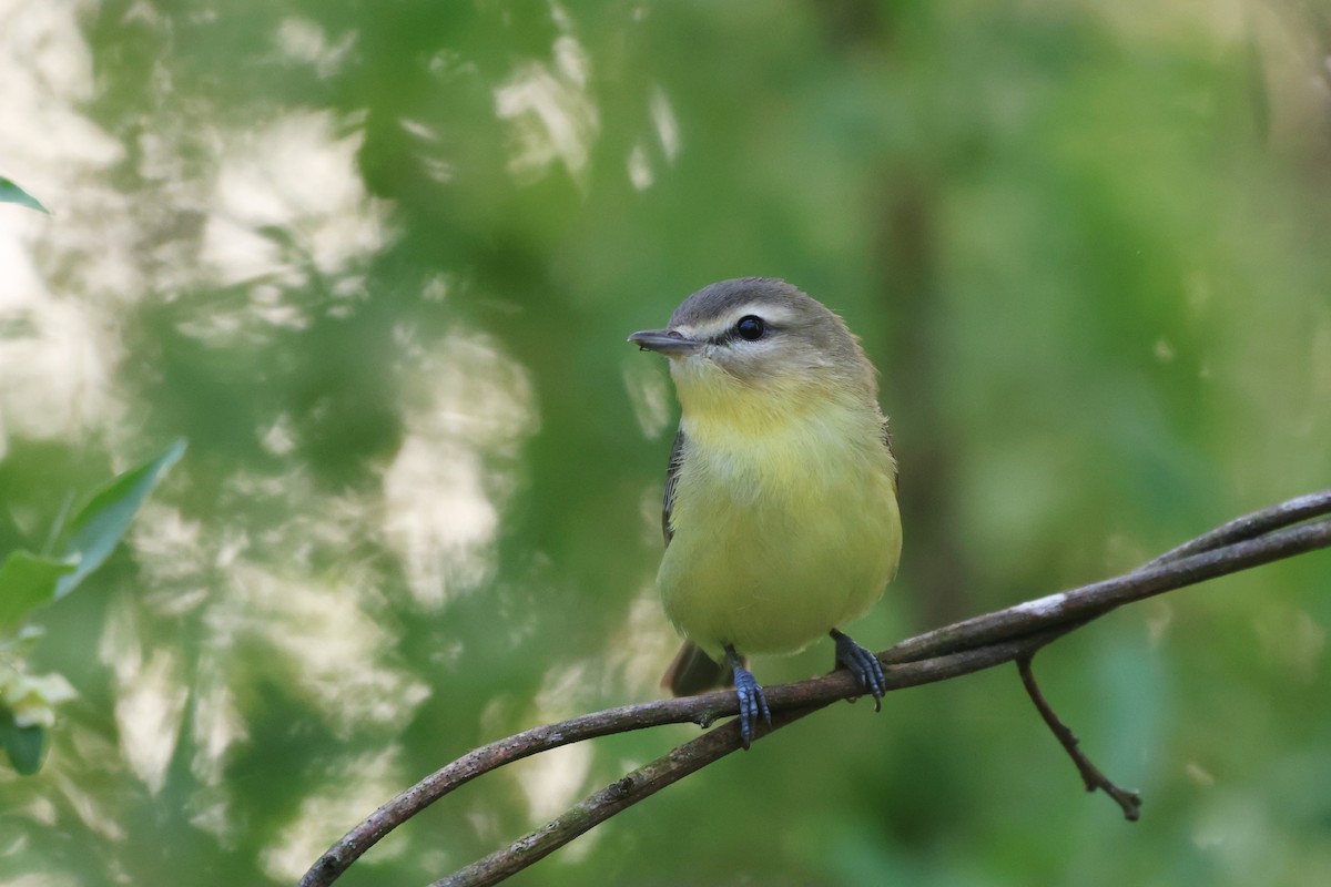 Philadelphia Vireo - ML618453823