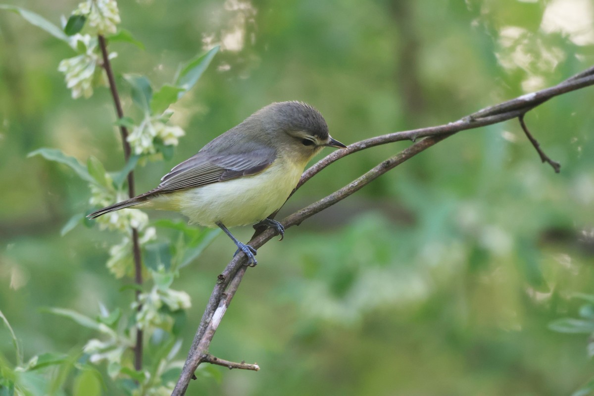 Philadelphia Vireo - ML618453826