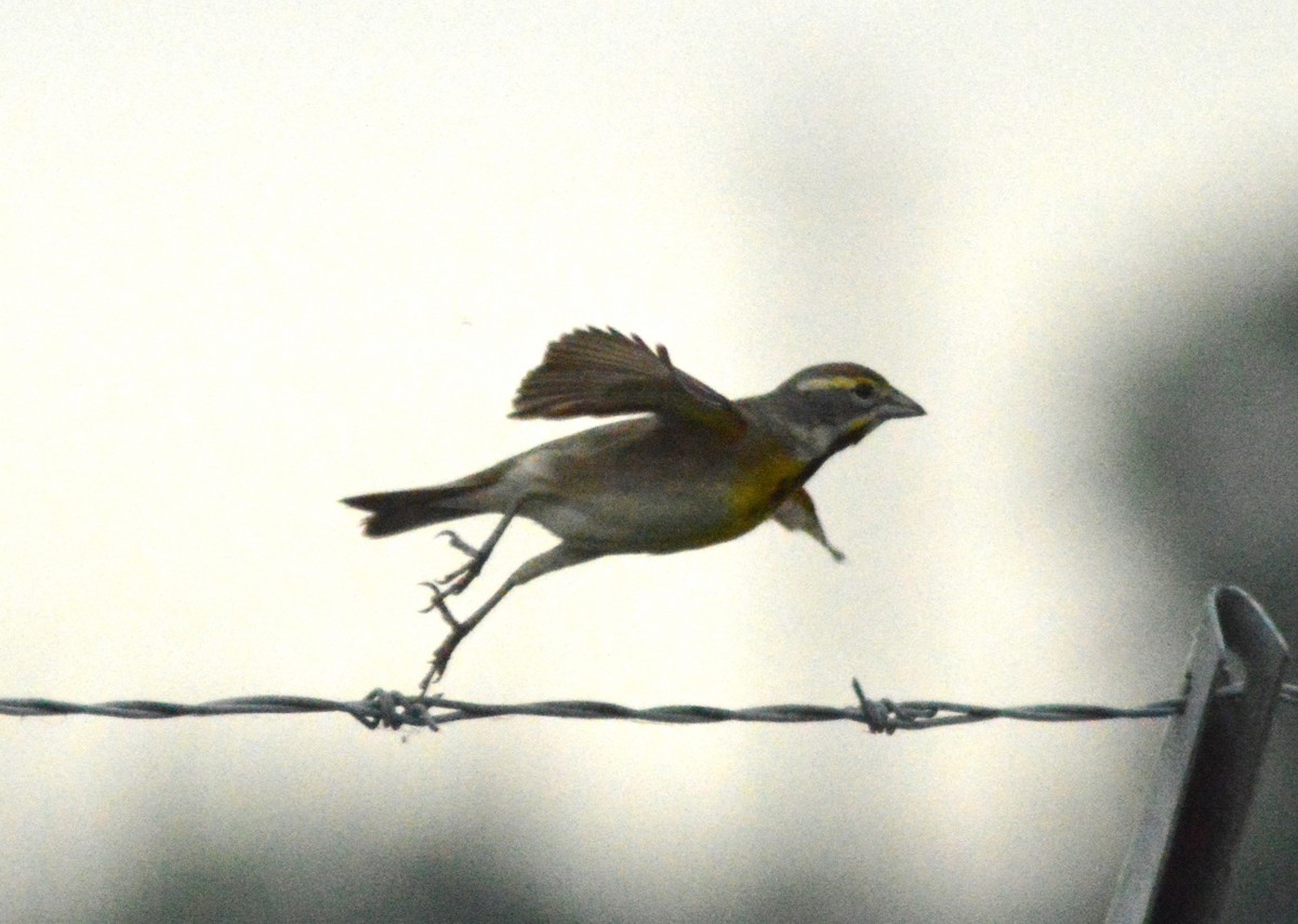 Dickcissel - Ryan Pudwell