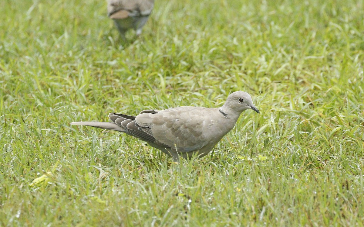 Eurasian Collared-Dove - Steven McDonald