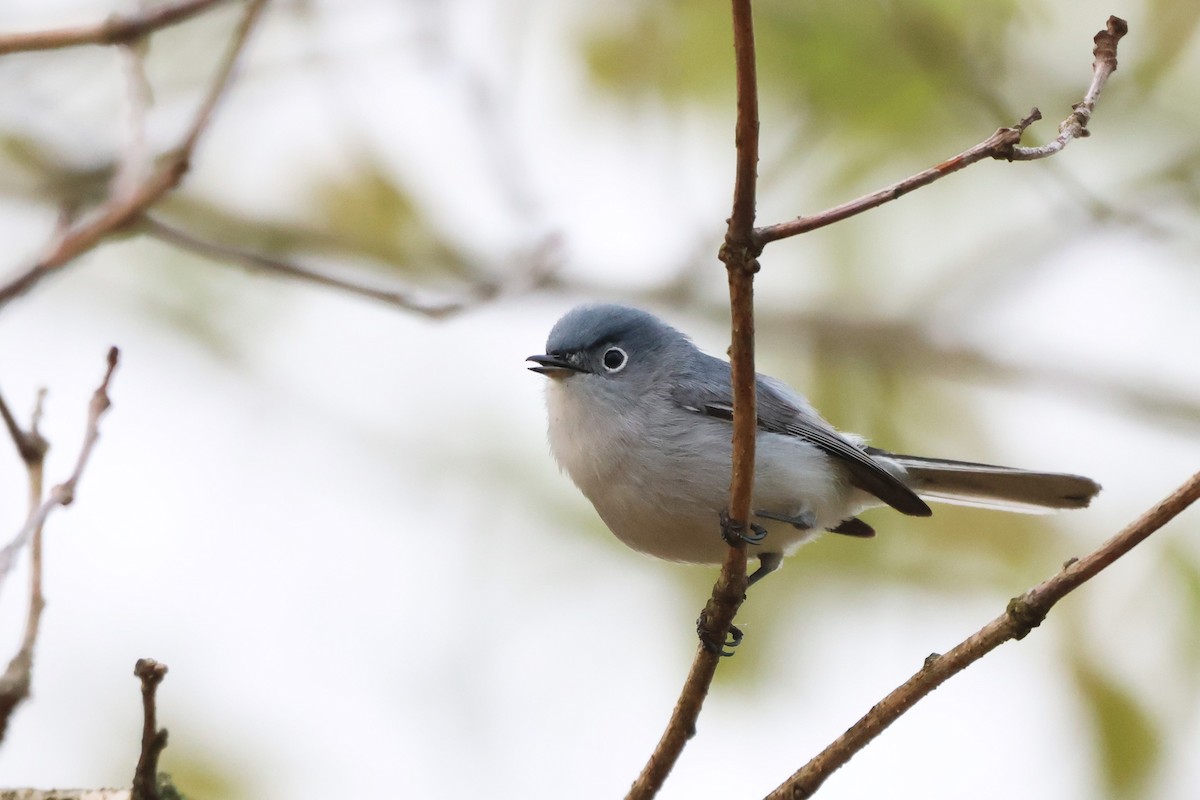 Blue-gray Gnatcatcher - ML618453852