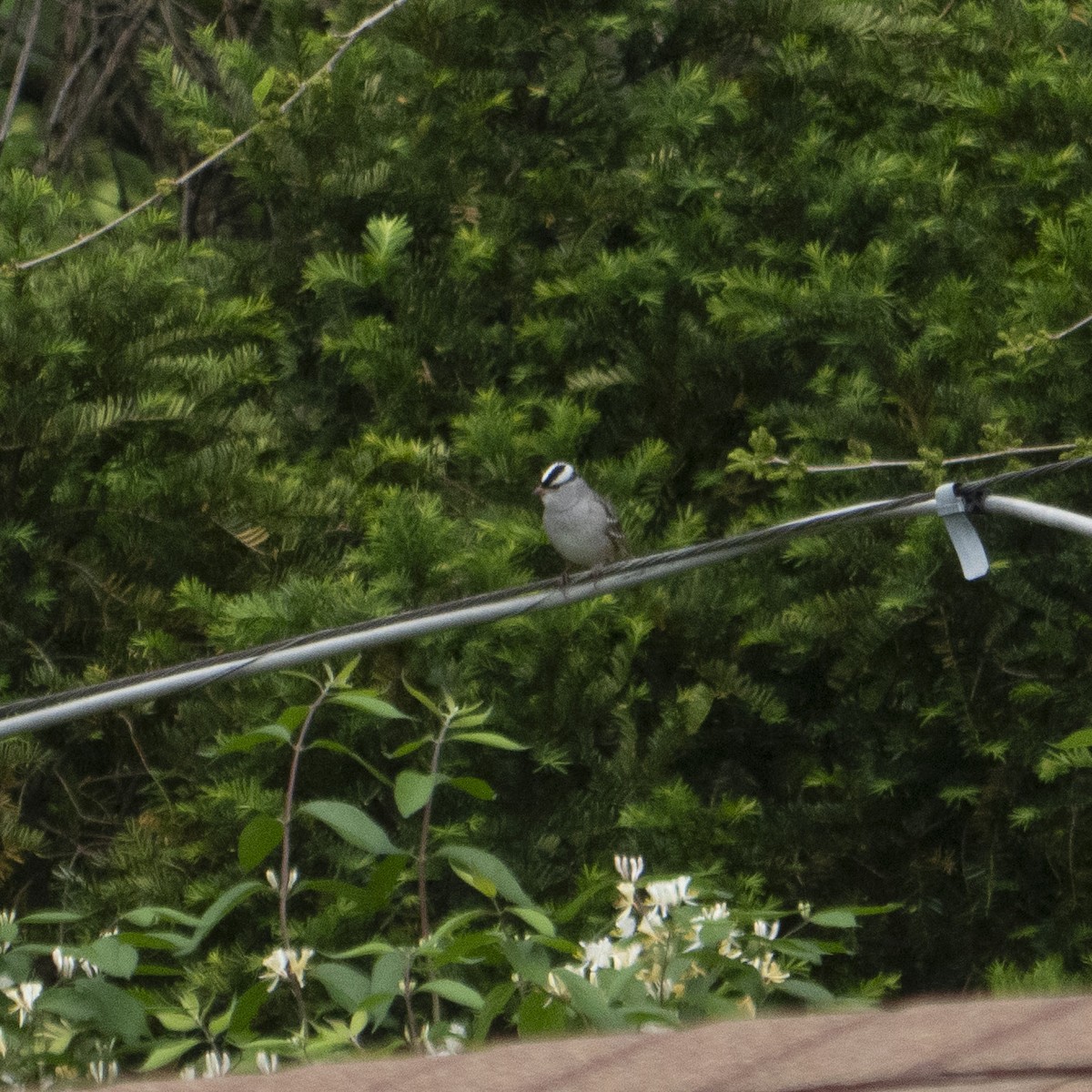 White-crowned Sparrow - ML618453863