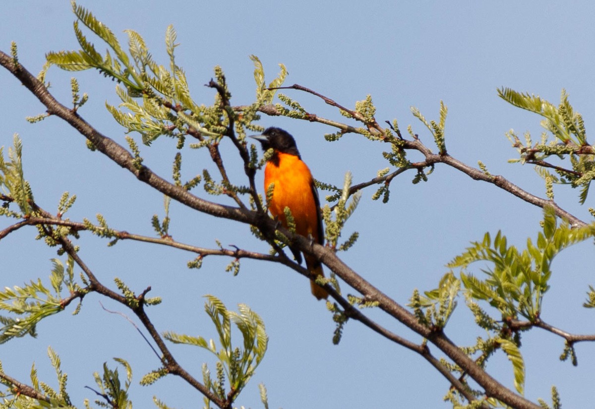 Baltimore Oriole - Michael Muchmore