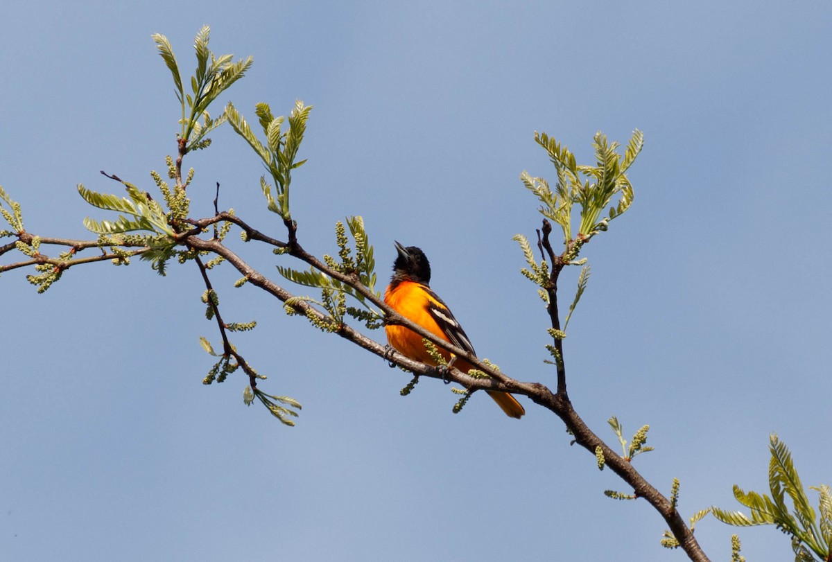 Baltimore Oriole - Michael Muchmore