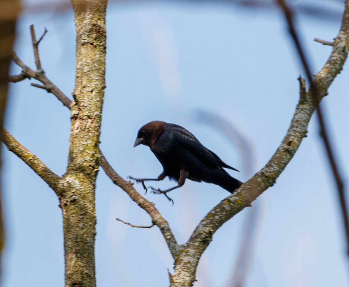 Brown-headed Cowbird - Michael Muchmore