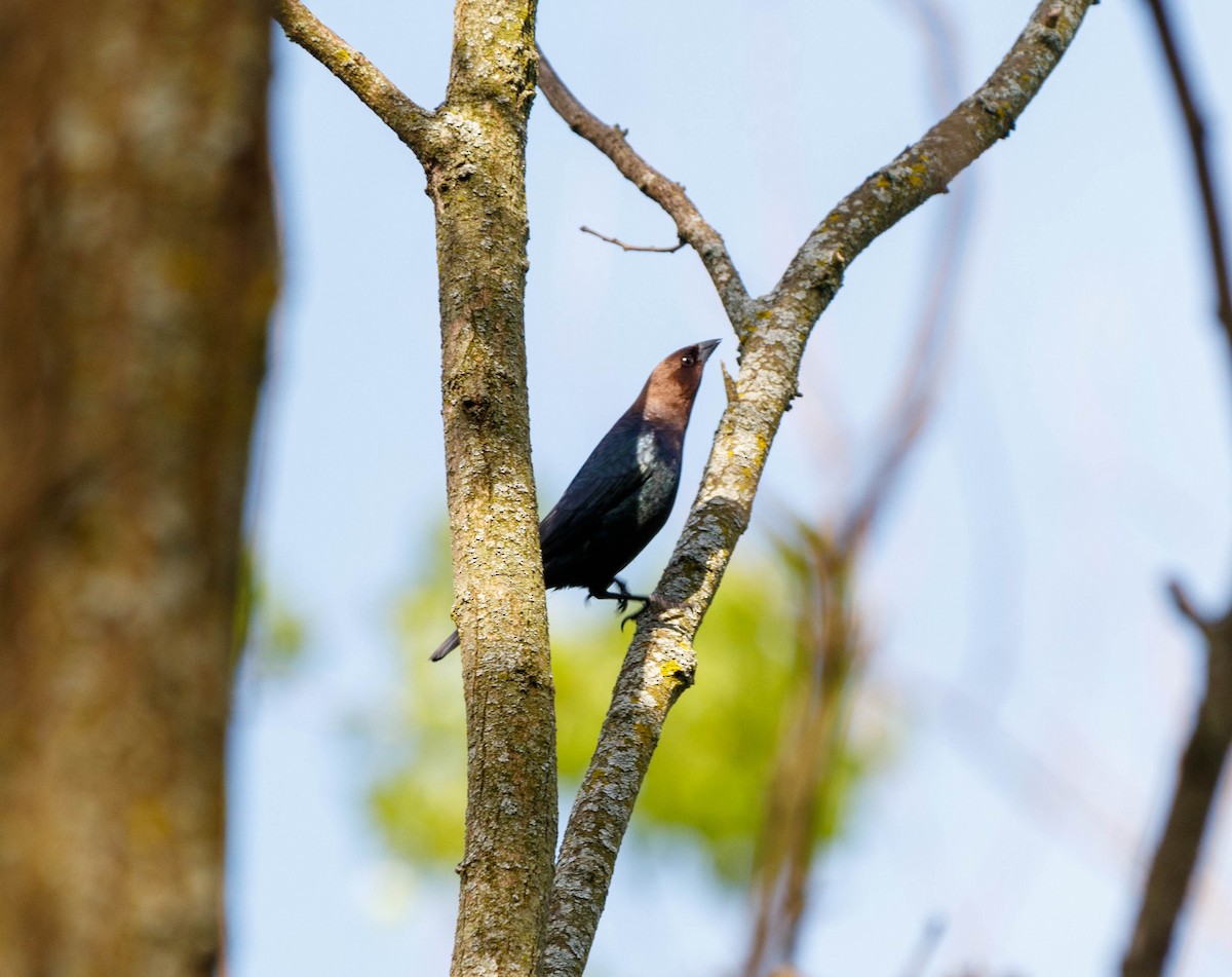 Brown-headed Cowbird - Michael Muchmore