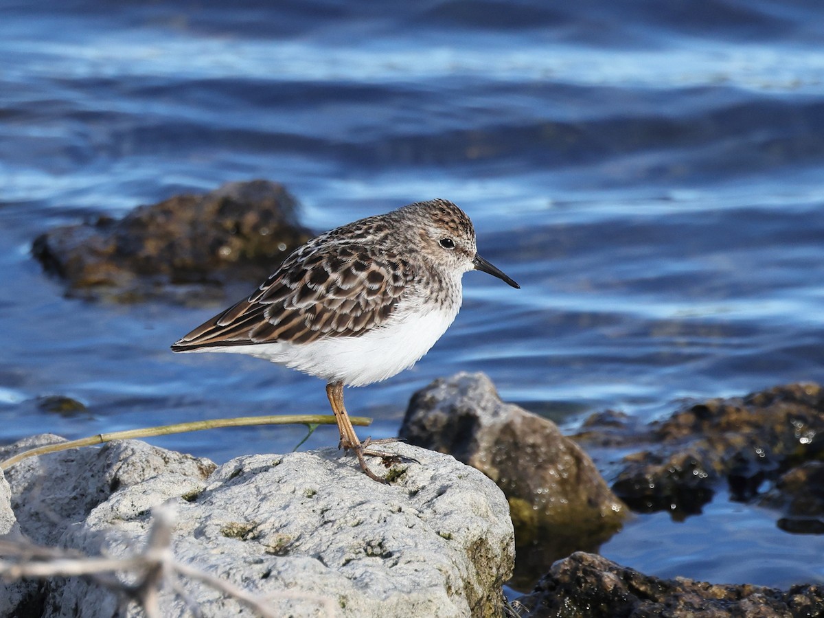 Least Sandpiper - Myles McNally