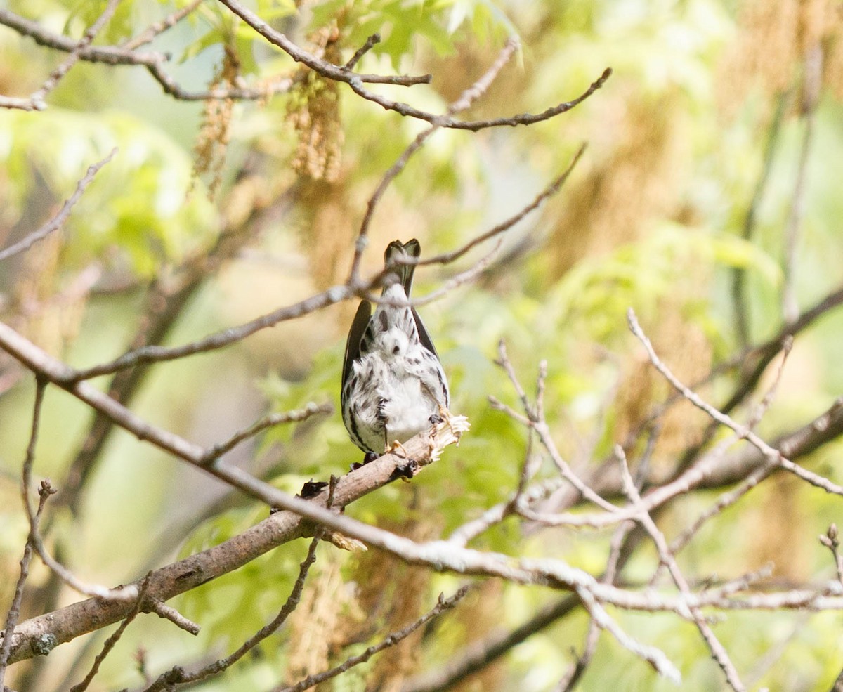 Black-and-white Warbler - Michael Muchmore