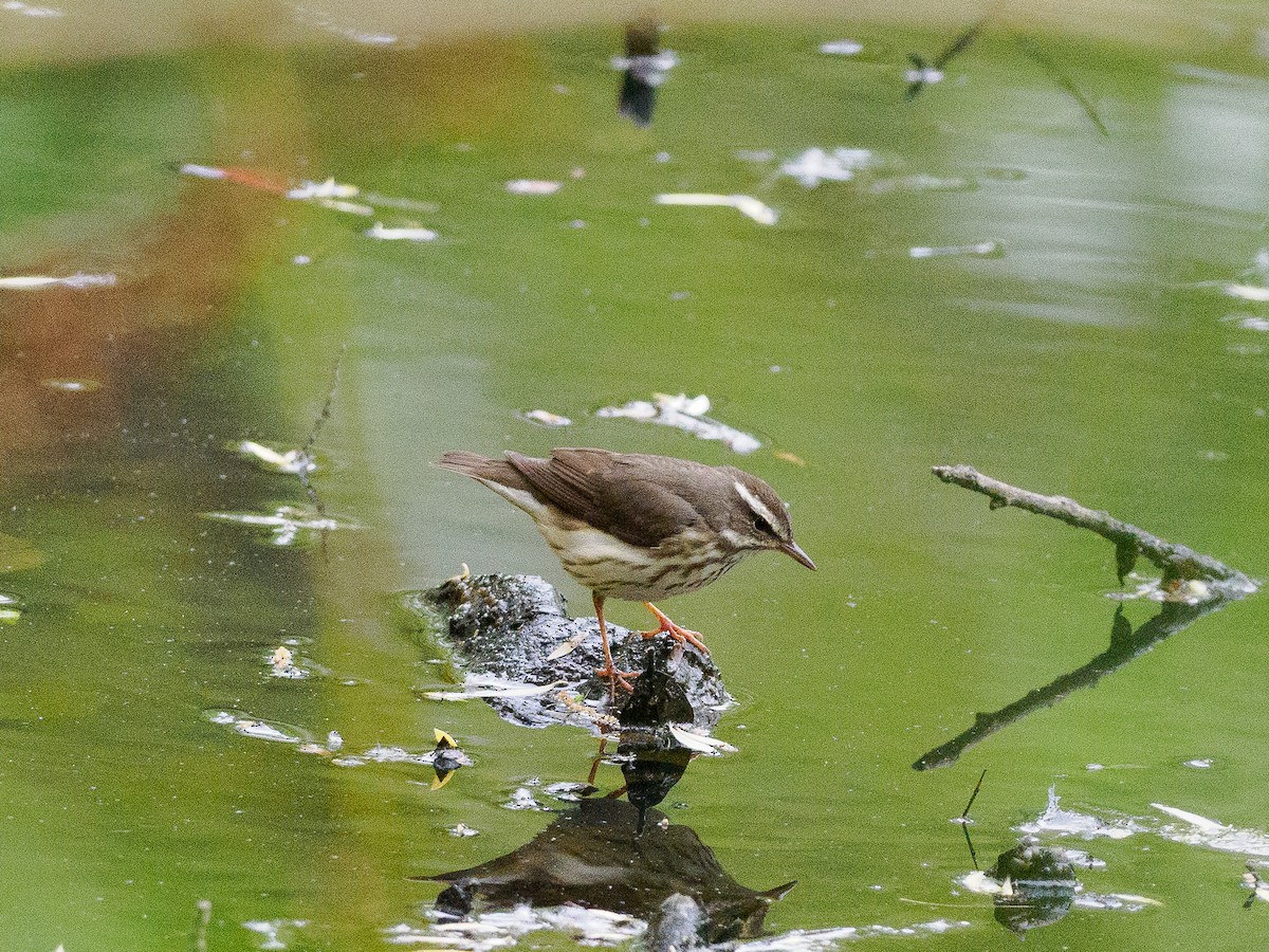 Louisiana Waterthrush - Steve Solnick