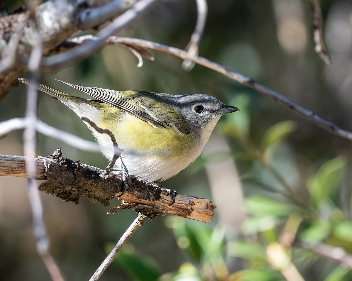 Cassin's Vireo - Mel Senac