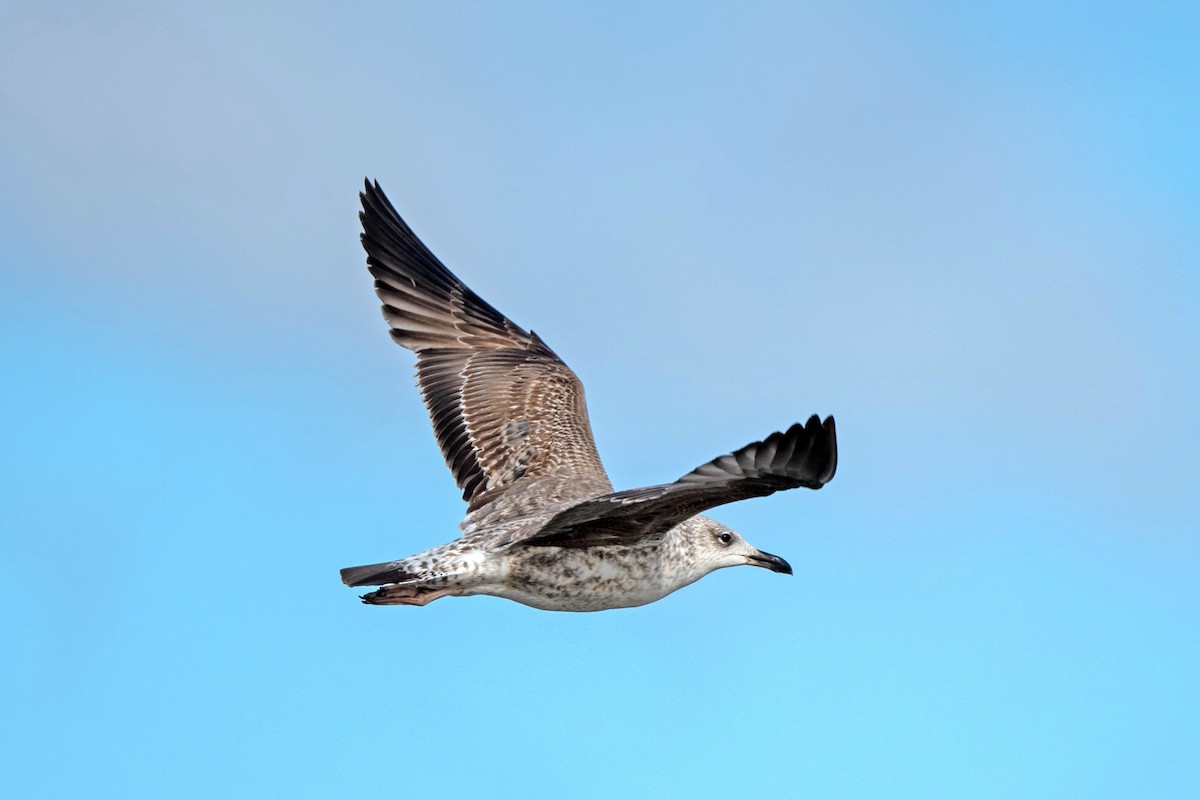 Herring Gull - ML618453955