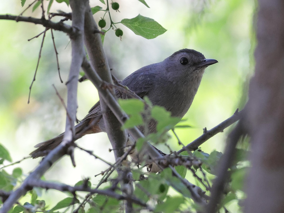 Gray Catbird - ML618453966