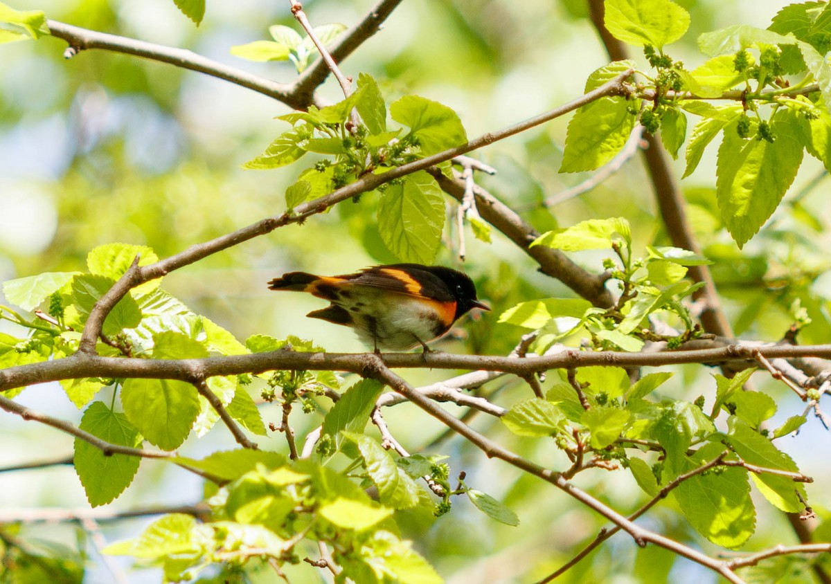 American Redstart - Michael Muchmore