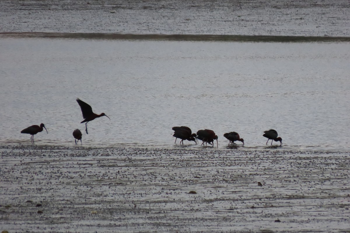 Glossy Ibis - ML618453981