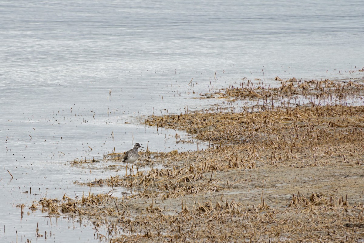 Lesser Yellowlegs - ML618454036