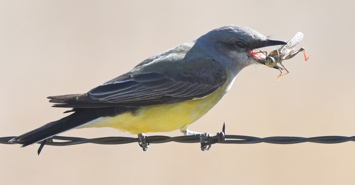 Western Kingbird - Steven Mlodinow