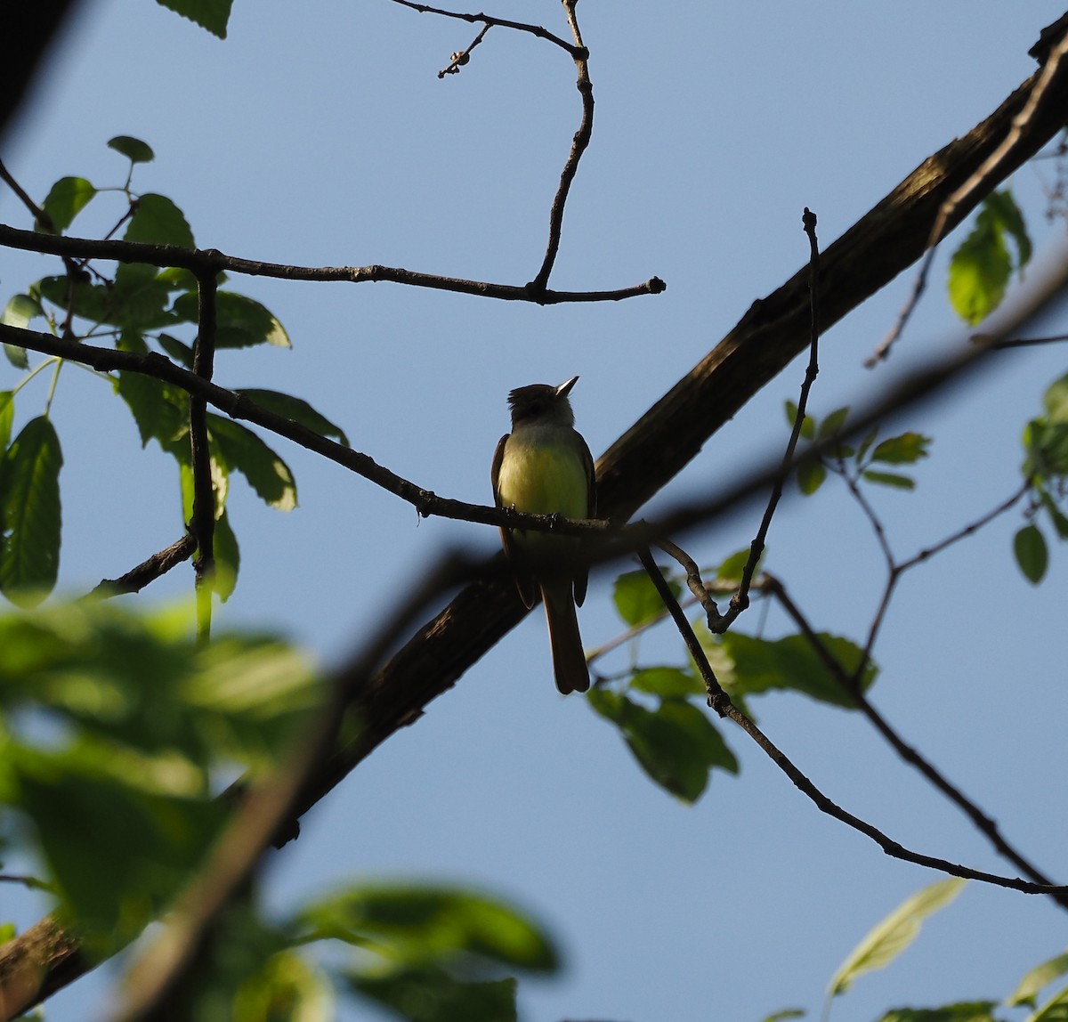 Great Crested Flycatcher - Anthony Gehman