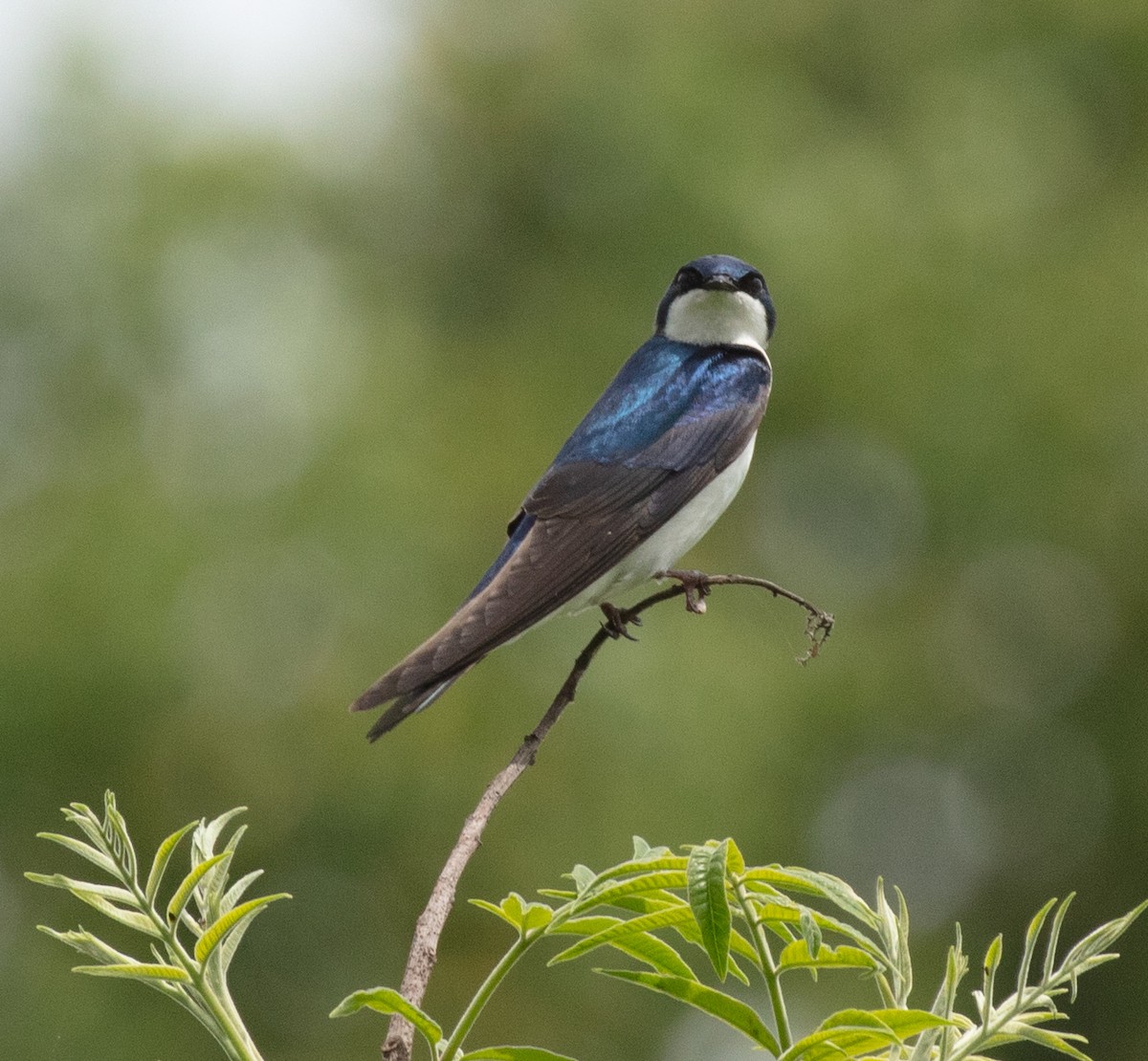 Golondrina Bicolor - ML618454162