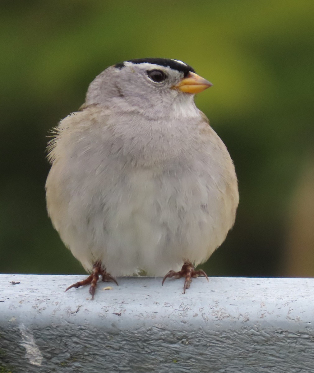 White-crowned Sparrow - ML618454182