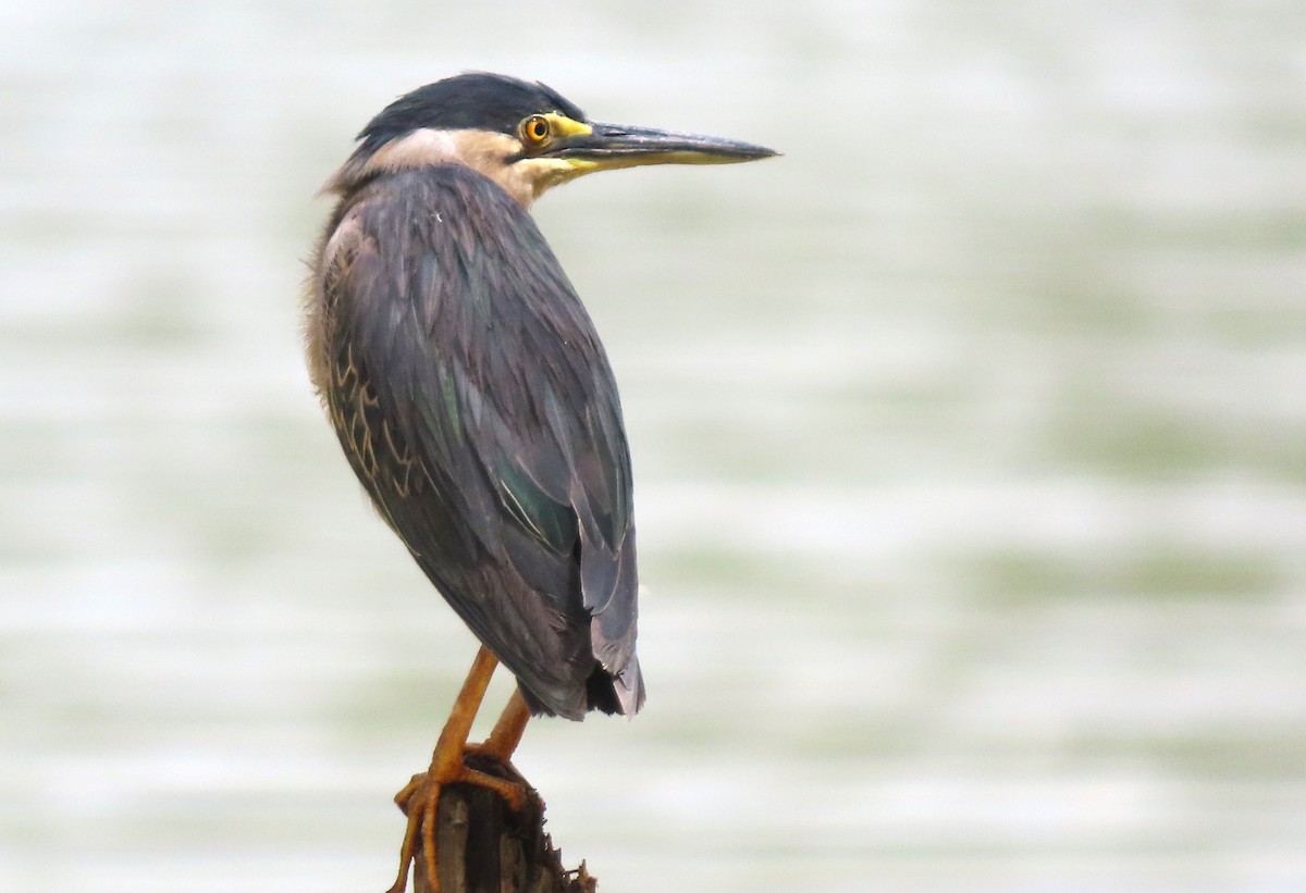 Striated Heron - ML618454184