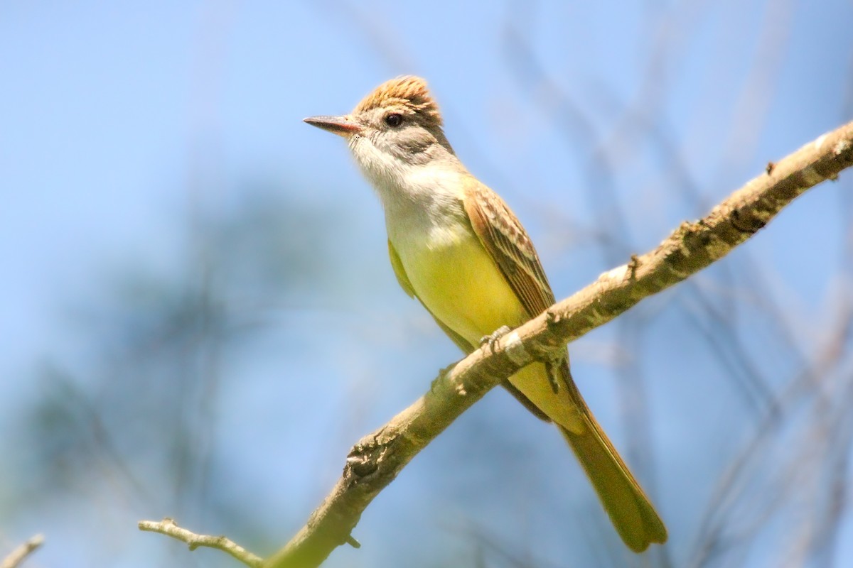 Brown-crested Flycatcher - Richard  Lechleitner