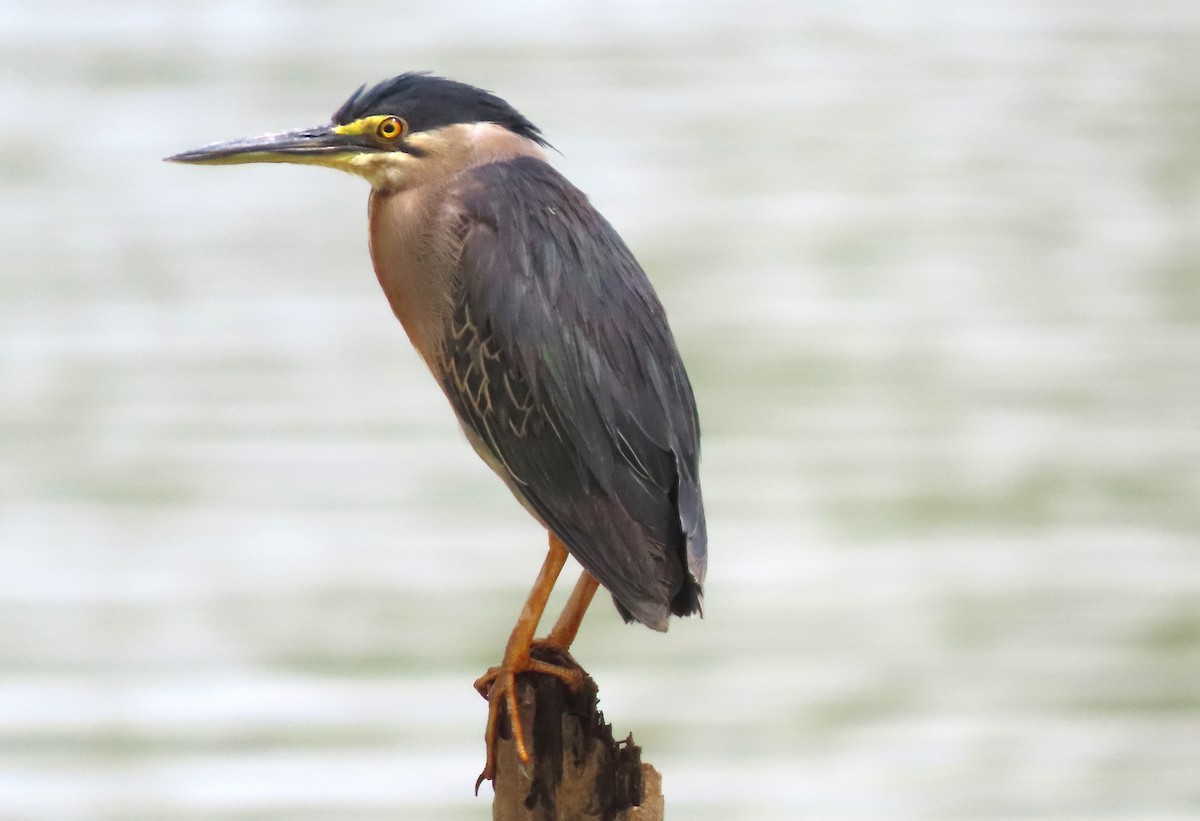 Striated Heron - ML618454190