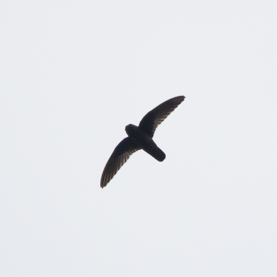 Spot-fronted Swift - Alejandro Vidal