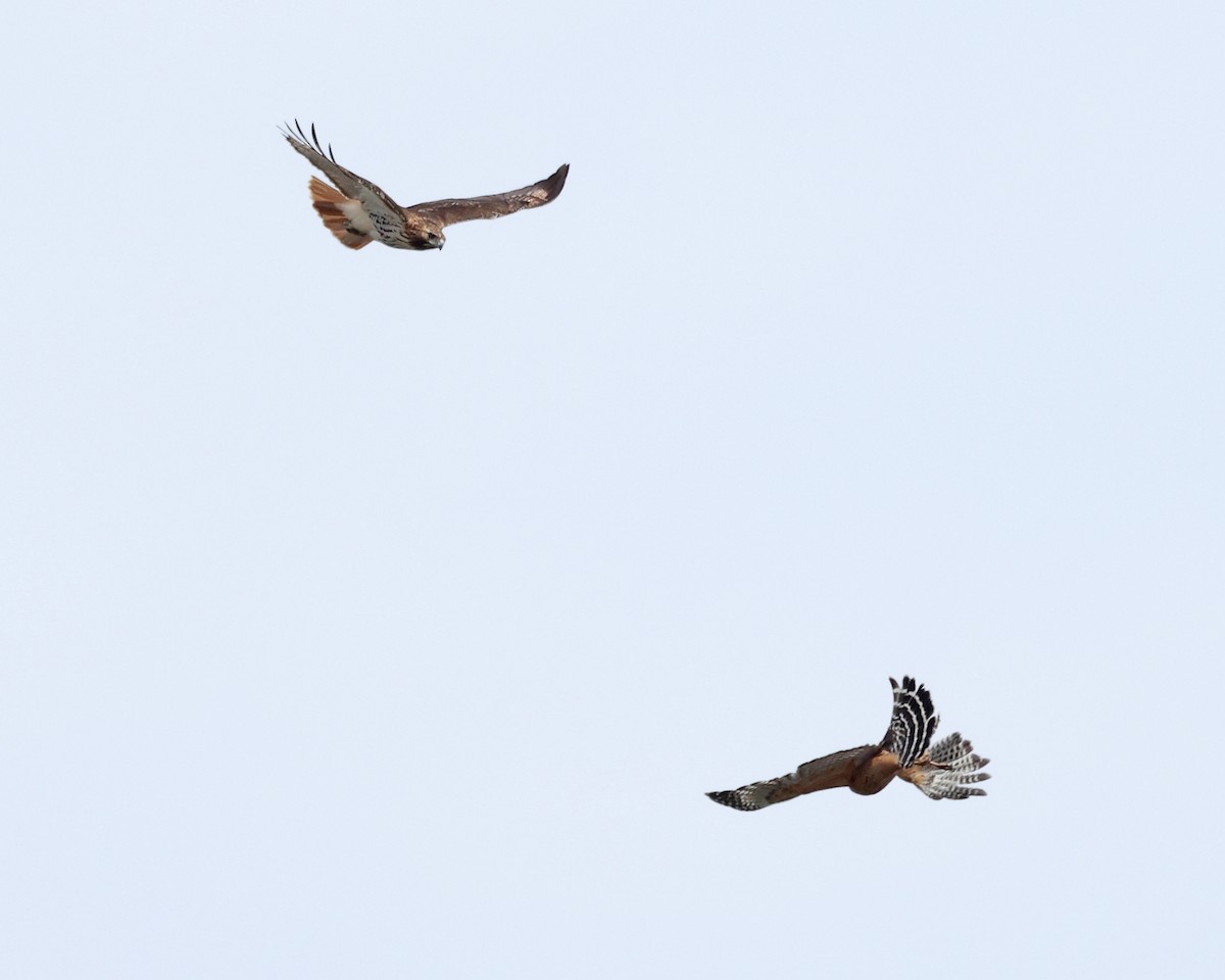 Red-shouldered Hawk - Tom Murray