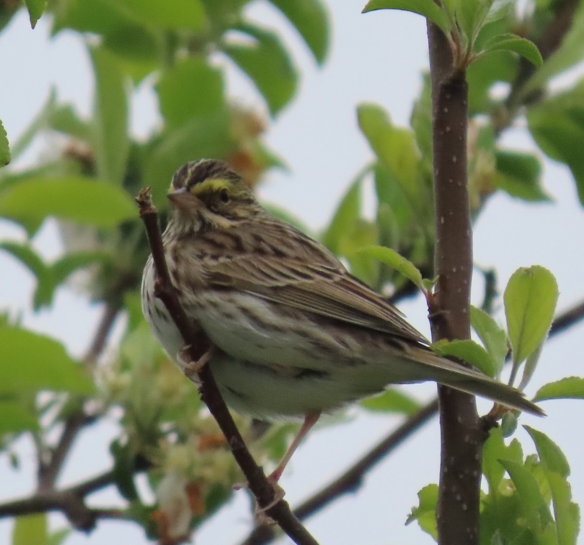 Savannah Sparrow - ML618454210