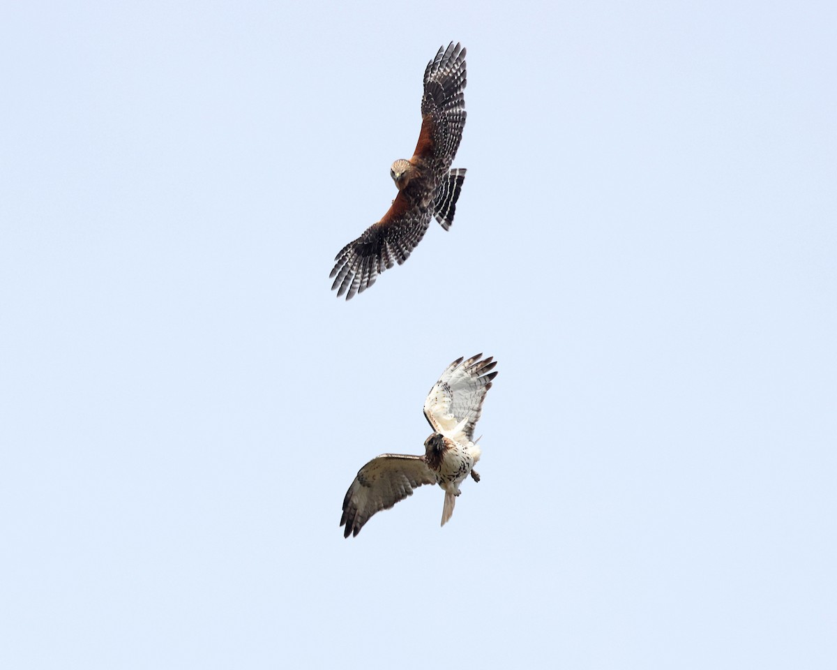 Red-shouldered Hawk - Tom Murray