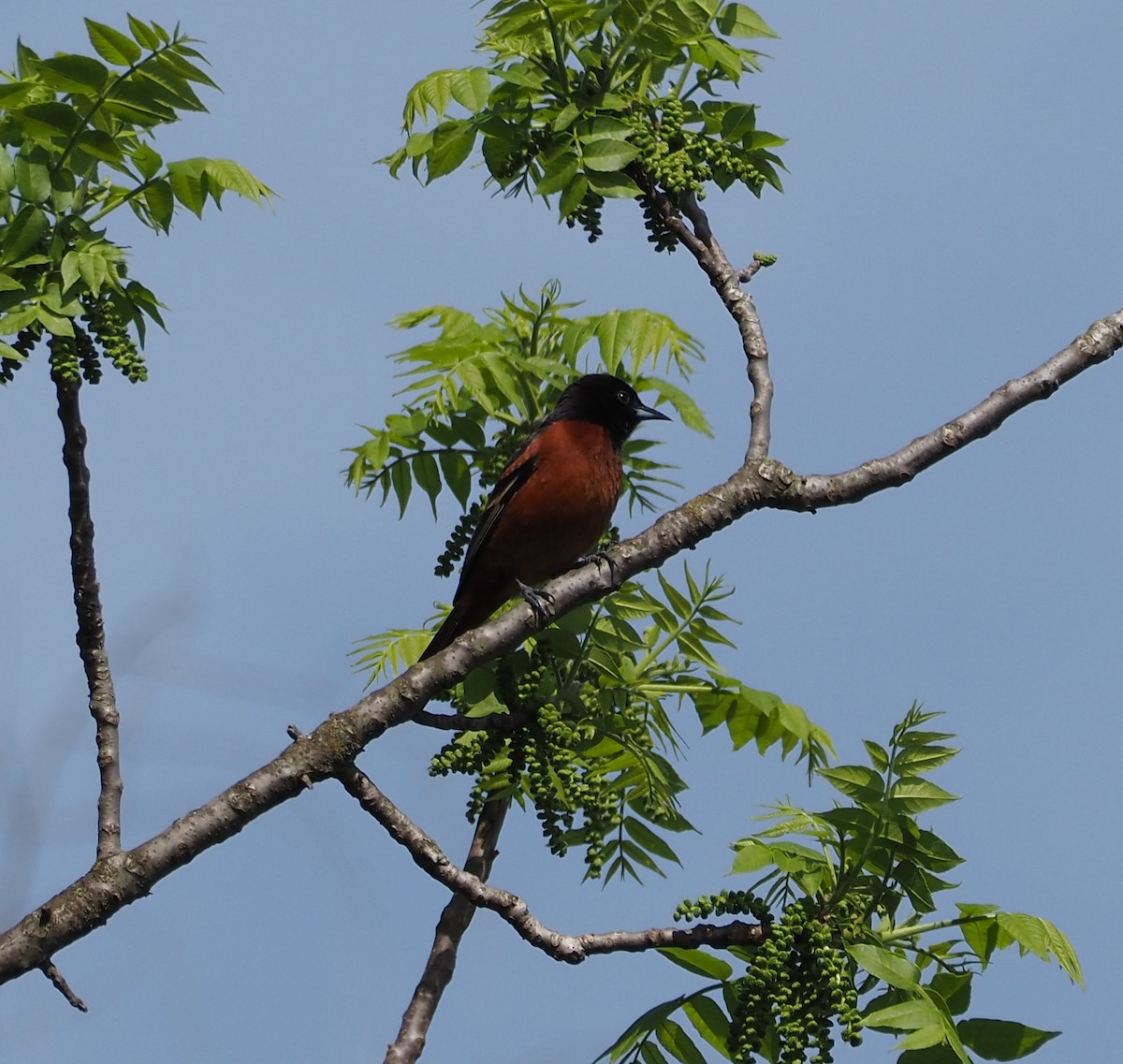 Orchard Oriole - Anthony Gehman