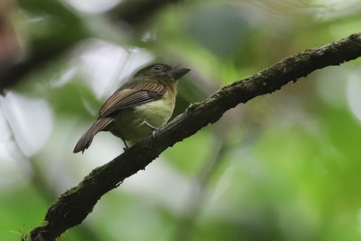 Fulvous-breasted Flatbill - Martina Nordstrand