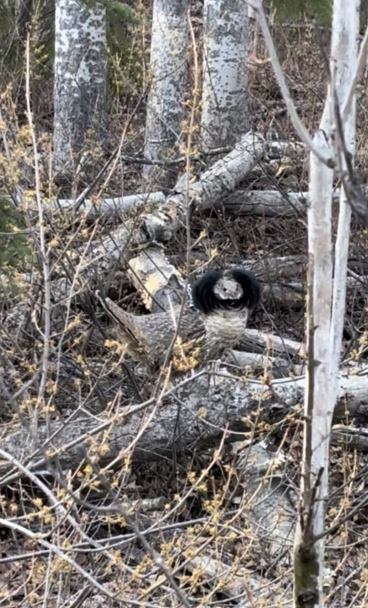 Ruffed Grouse - ML618454239