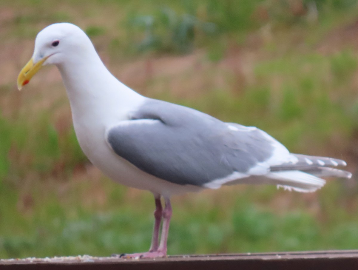 Gaviota de Bering - ML618454242