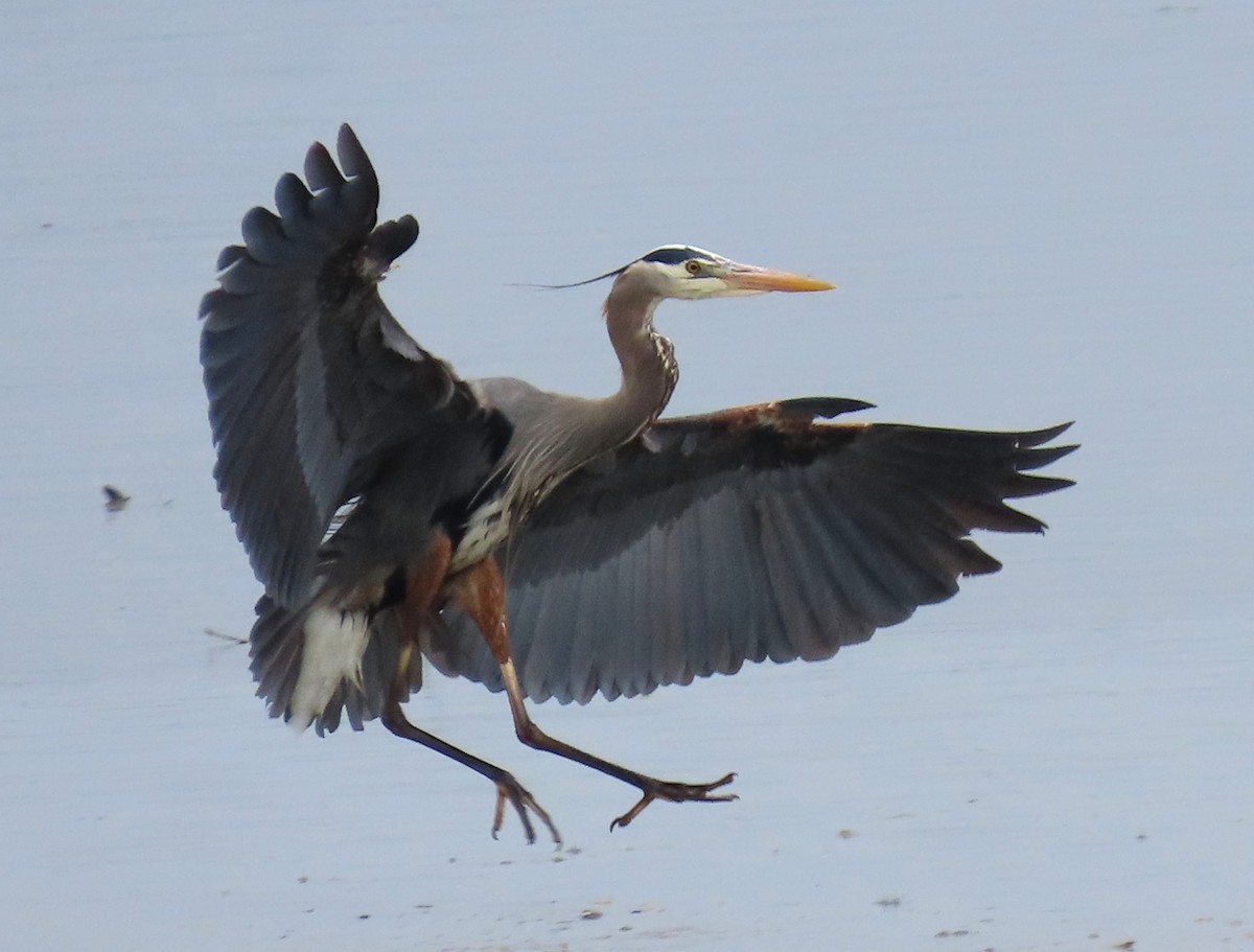 Great Blue Heron - ML618454298