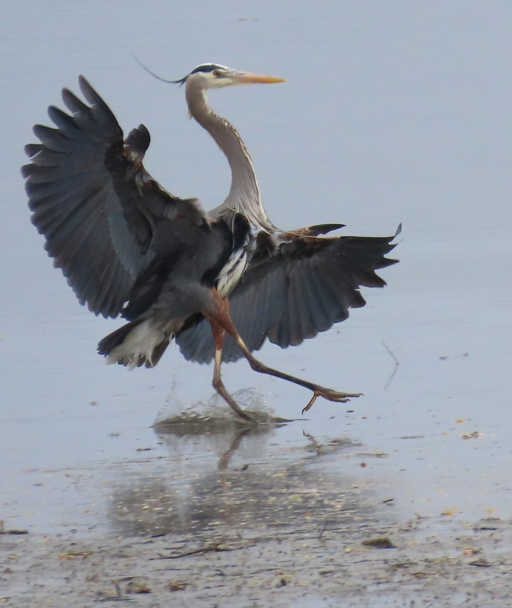 Garza Azulada - ML618454299