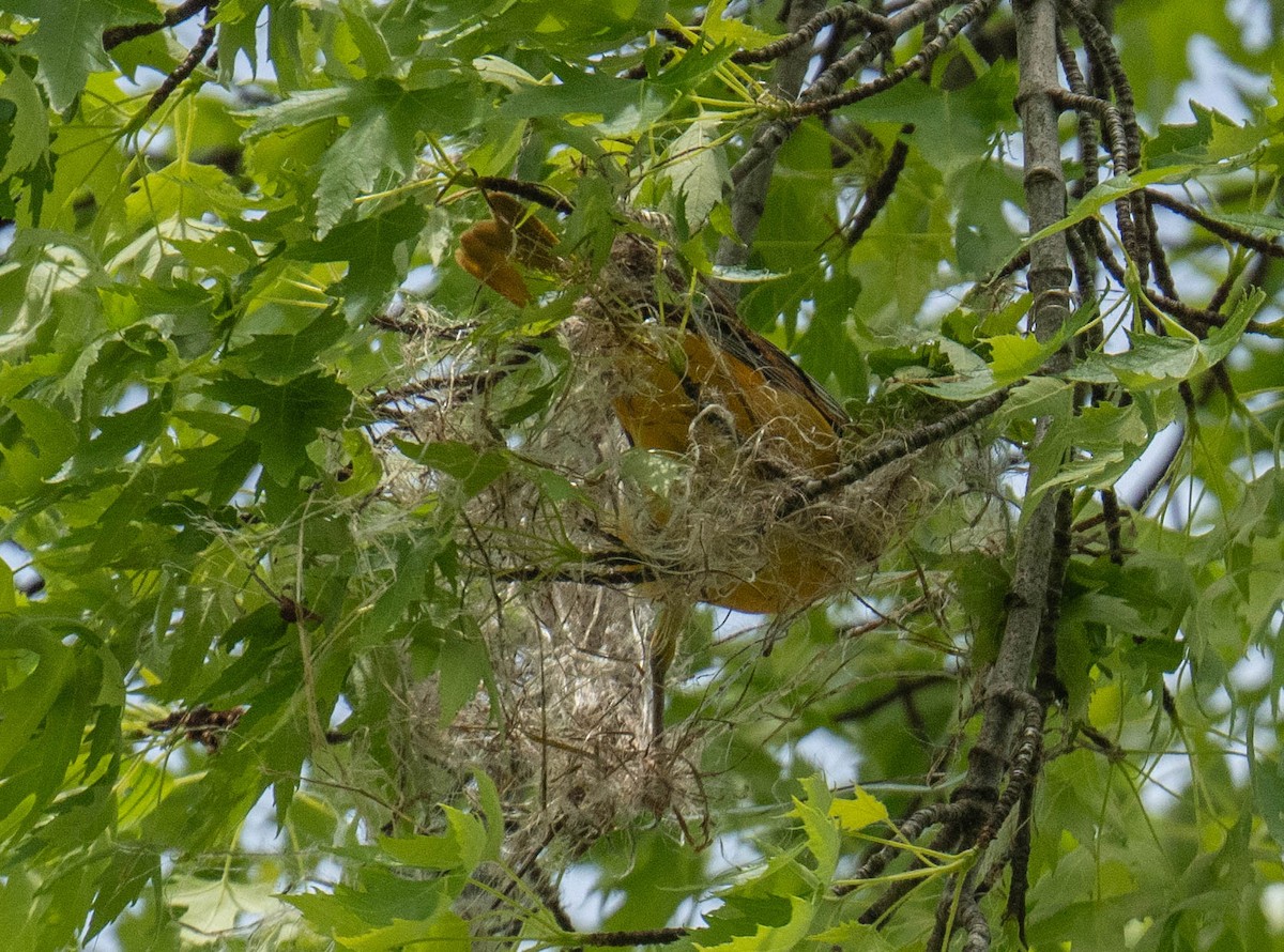 Oriole de Baltimore - ML618454306