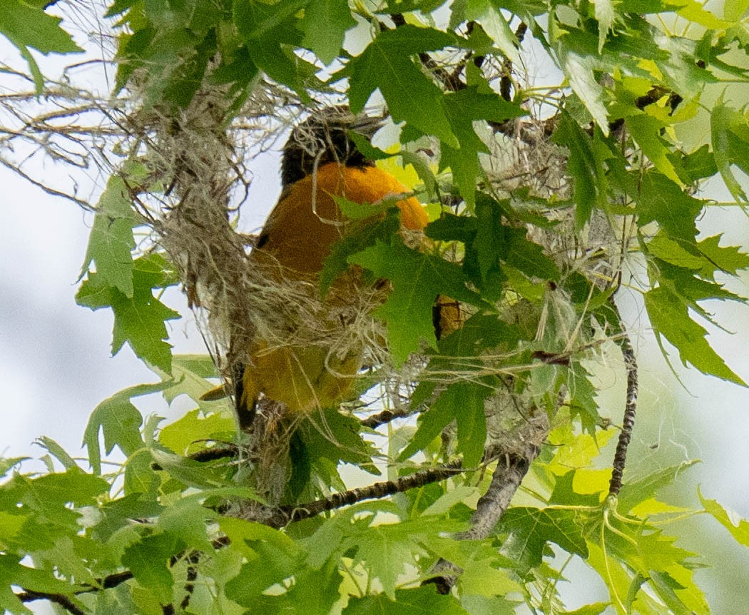 Baltimore Oriole - Jordan Wolf