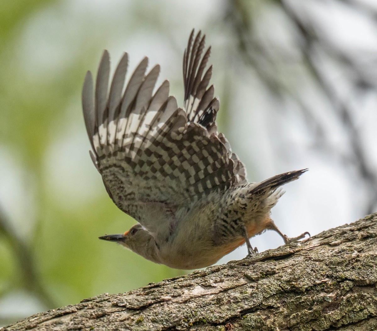 Red-bellied Woodpecker - ML618454314