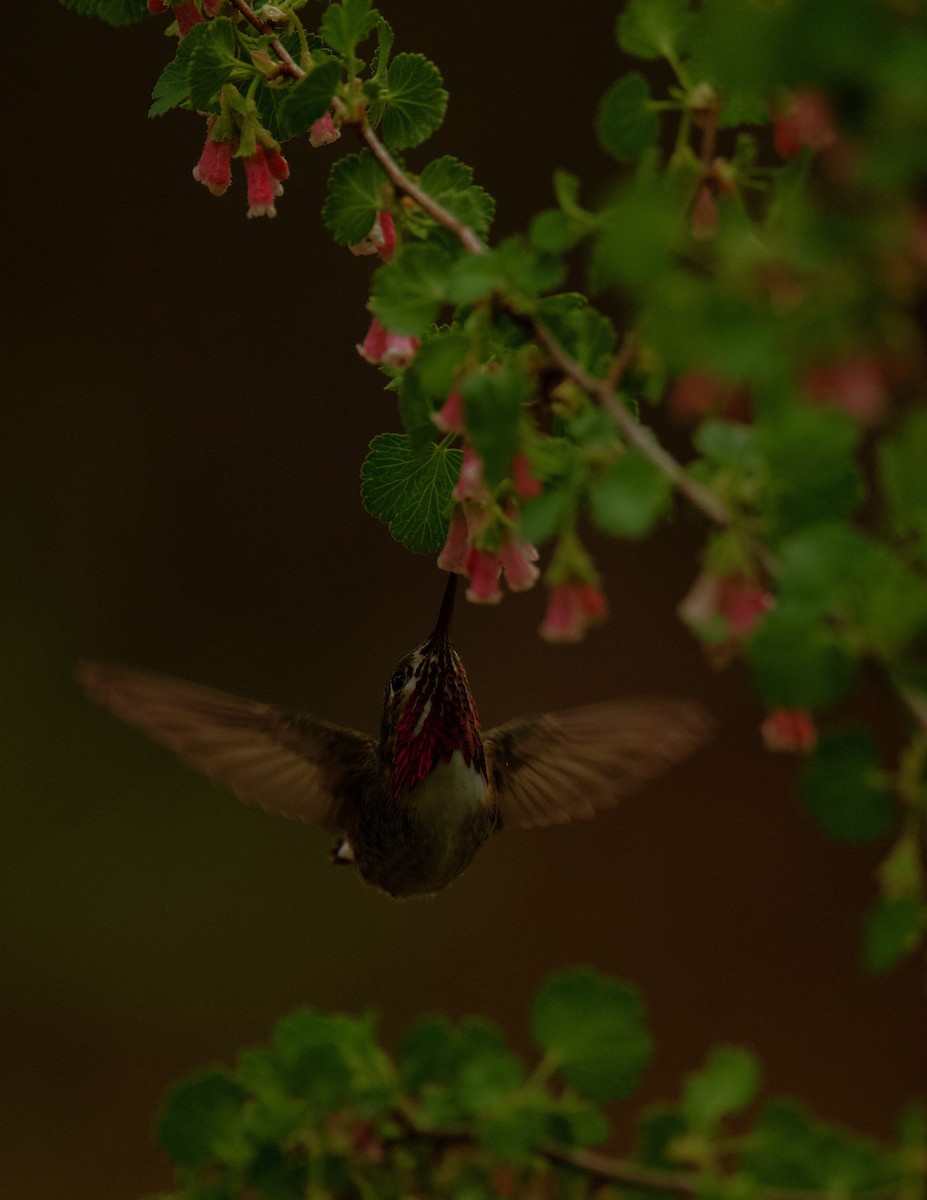 Calliope Hummingbird - gene collins