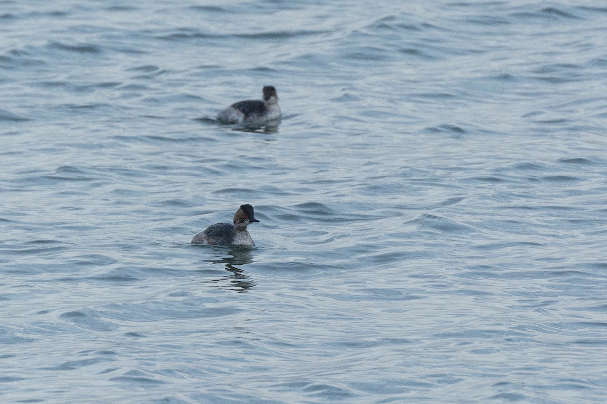 Eared Grebe - Peter Wijnsouw