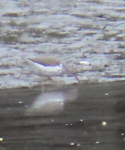 Spotted Sandpiper - ML618454370