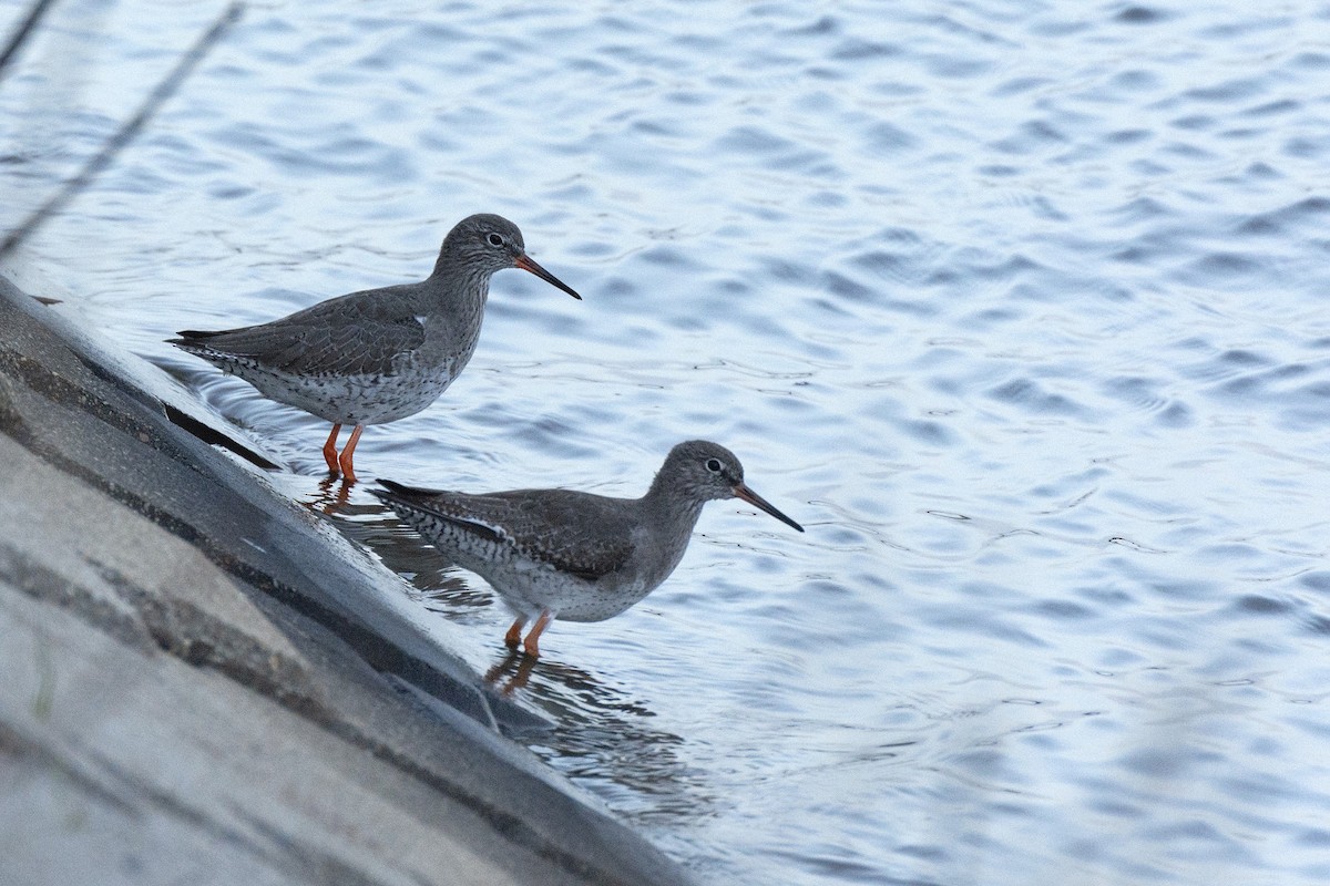 Common Redshank - ML618454385