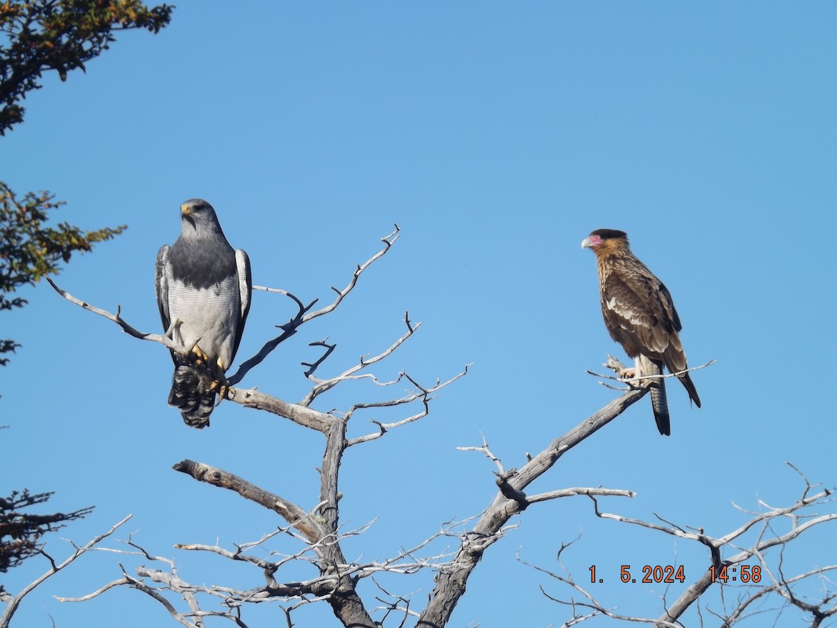 Black-chested Buzzard-Eagle - ML618454398