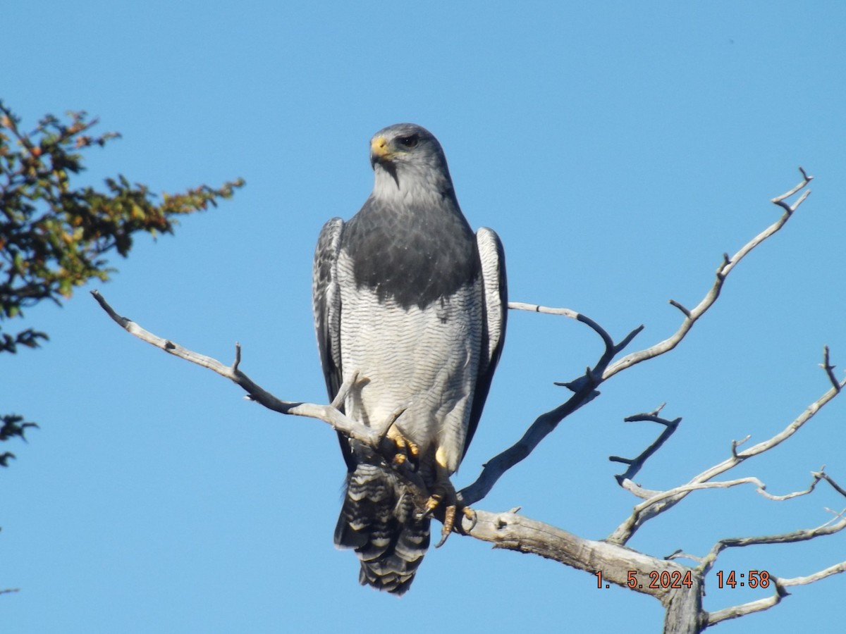 Black-chested Buzzard-Eagle - ML618454399