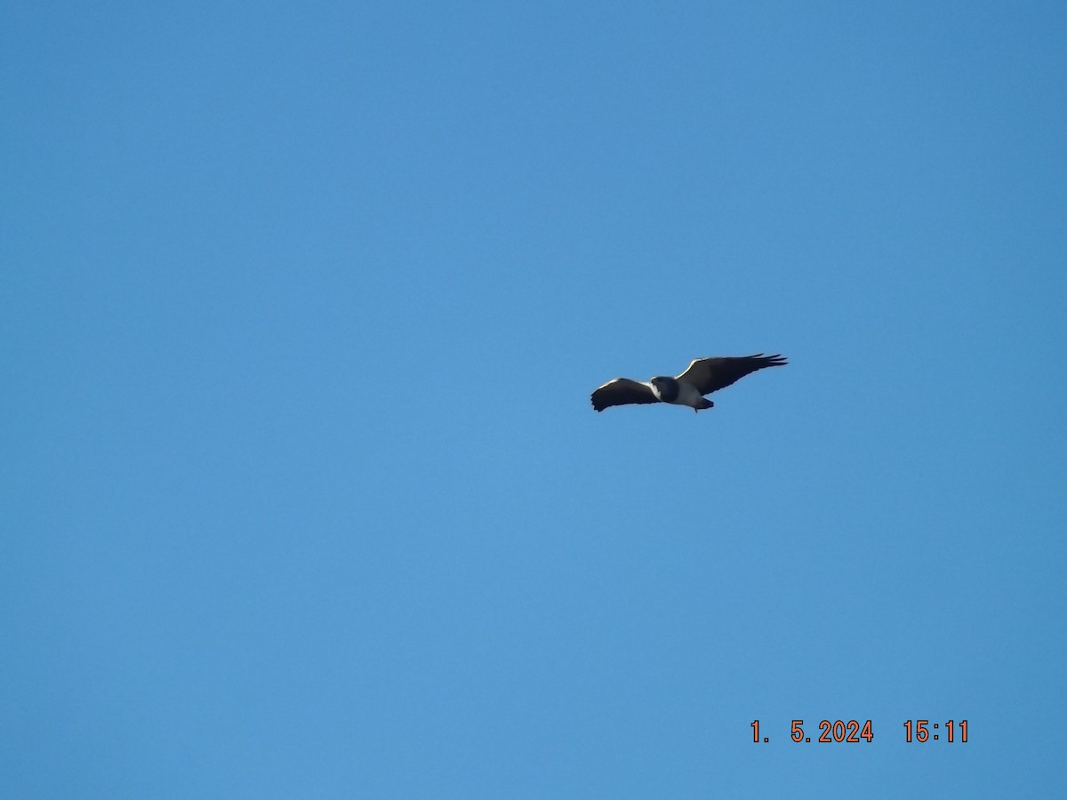 Black-chested Buzzard-Eagle - Gustavo Bahamondes